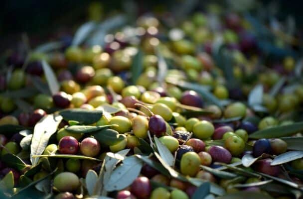 huile-olive