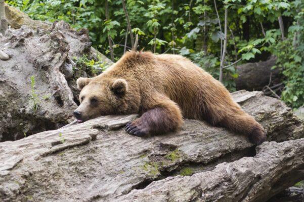 sommeil